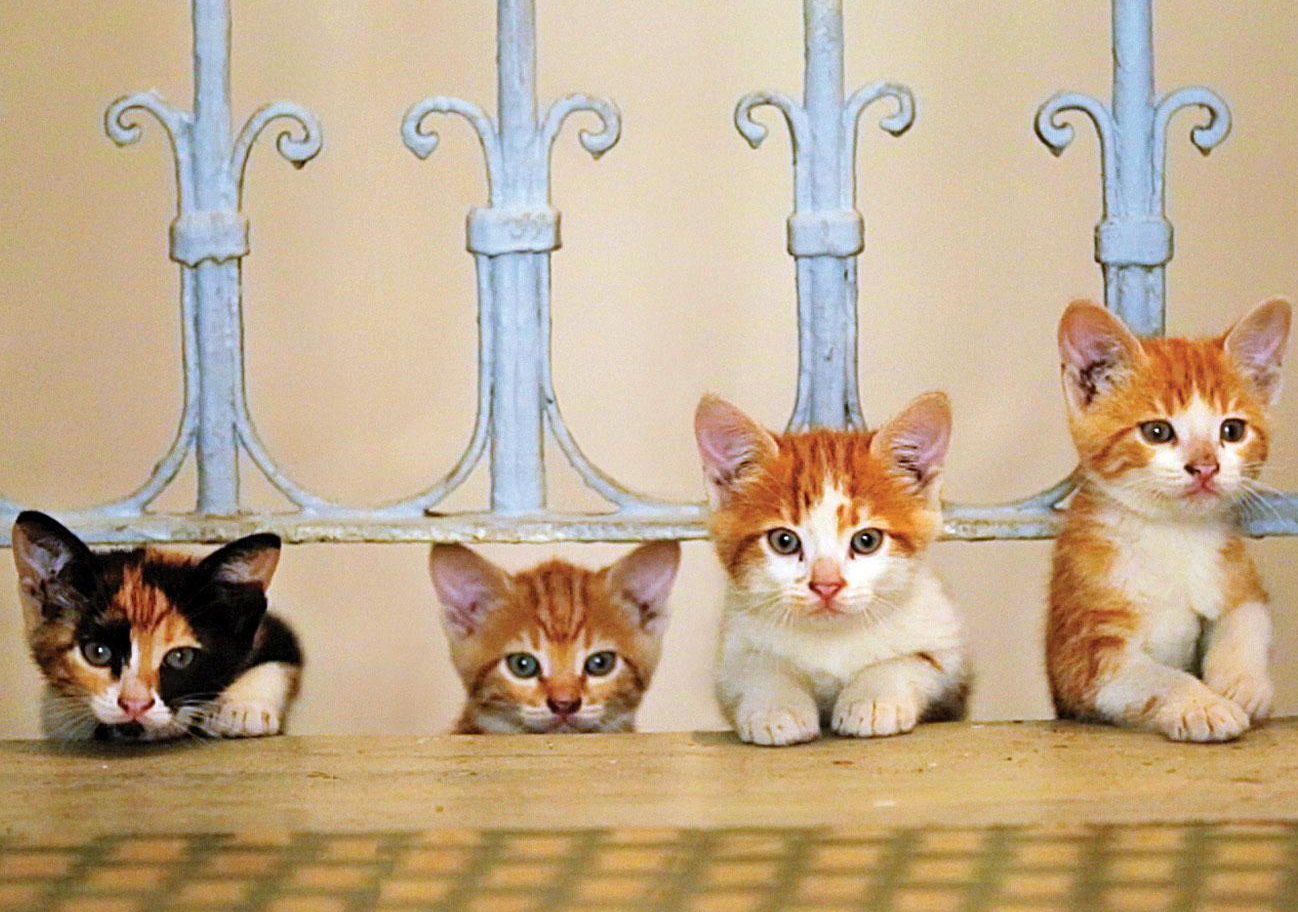 "Kedi. Sekretne życie kotów"