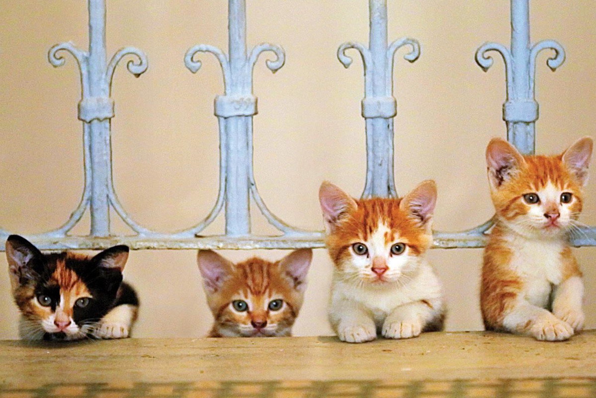 "Kedi. Sekretne życie kotów"
