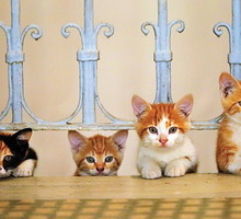 "Kedi. Sekretne życie kotów"