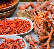 koral właściwości