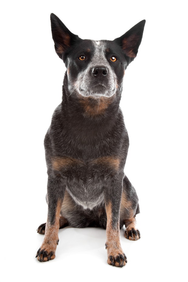 Australian cattle dog