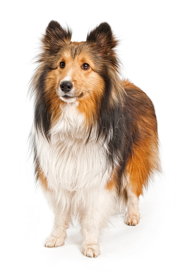 Owczarek Szetlandzki