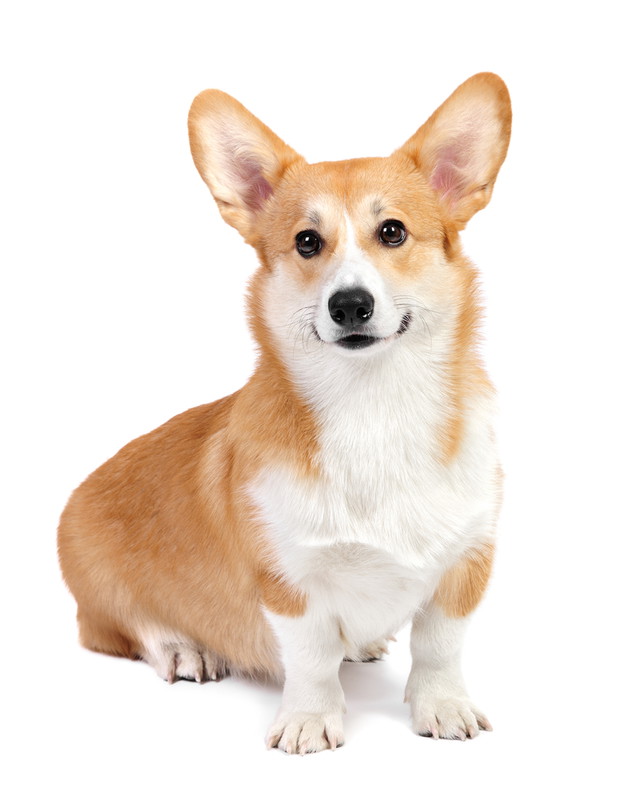 Welsh Corgi Pembroke