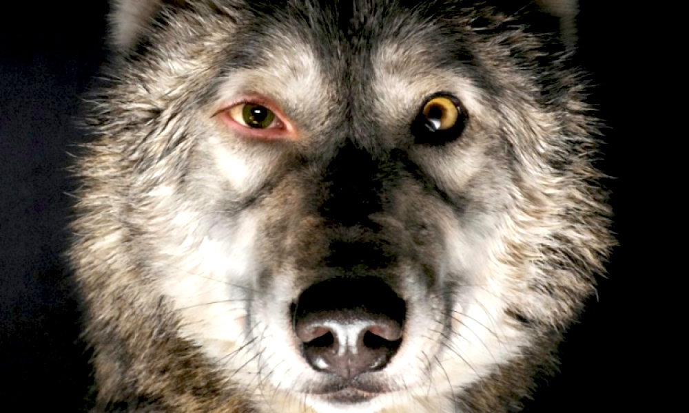 "Pokot" nioe dostanie Oscara?