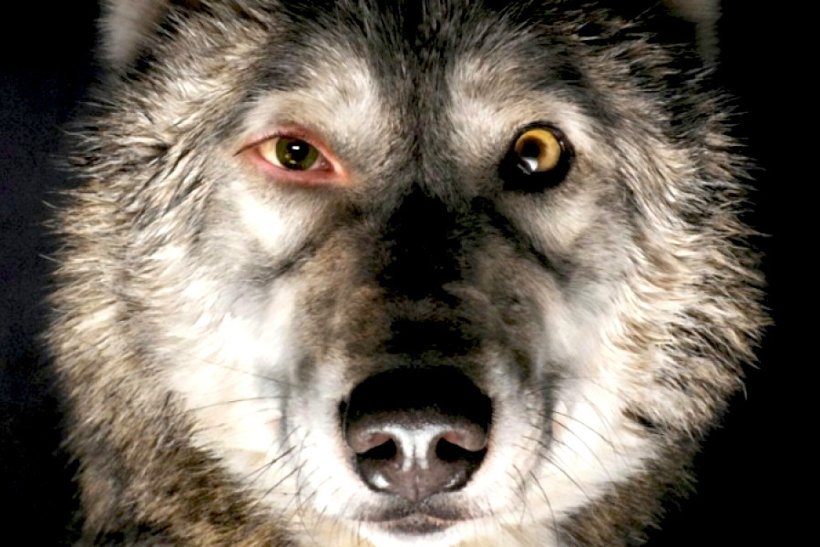 "Pokot" nioe dostanie Oscara?