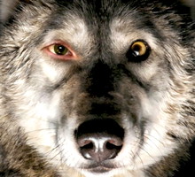 "Pokot" nioe dostanie Oscara?