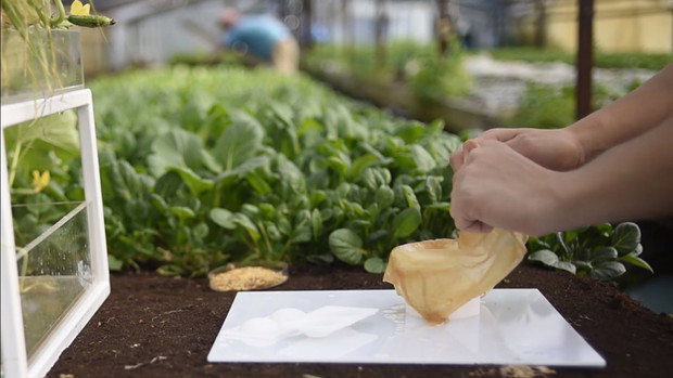 SCOBY jadalne opakowanie, które zastąpi plastik