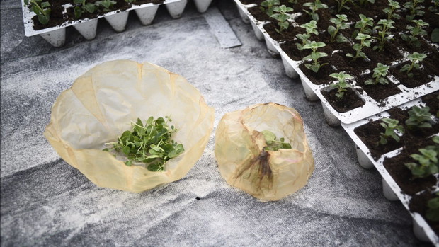 SCOBY jadalne opakowanie, które zastąpi plastik