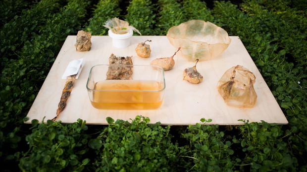 SCOBY jadalne opakowanie, które zastąpi plastik