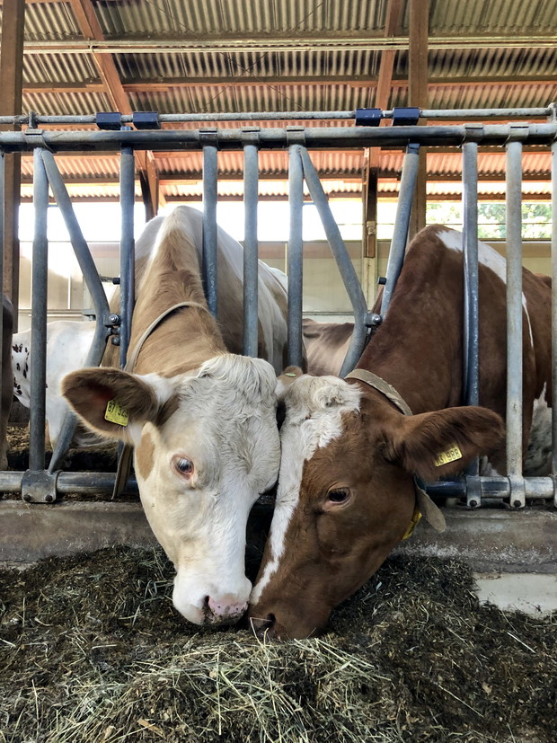 Ten produkt jesz codziennie. Nie uwierzysz, jak powstaje!