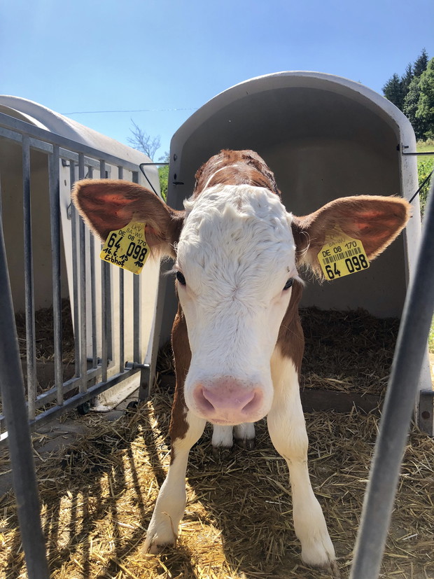 Ten produkt jesz codziennie. Nie uwierzysz, jak powstaje!