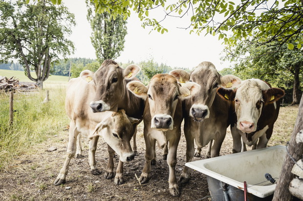 Ten produkt jesz codziennie. Nie uwierzysz, jak powstaje!