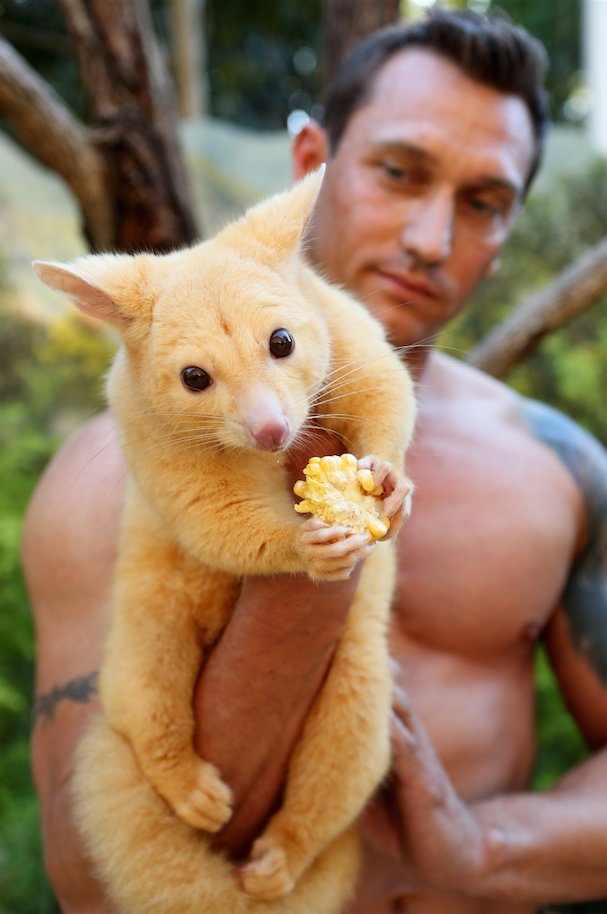 Australijscy strażacy pozują ze zwierzętami