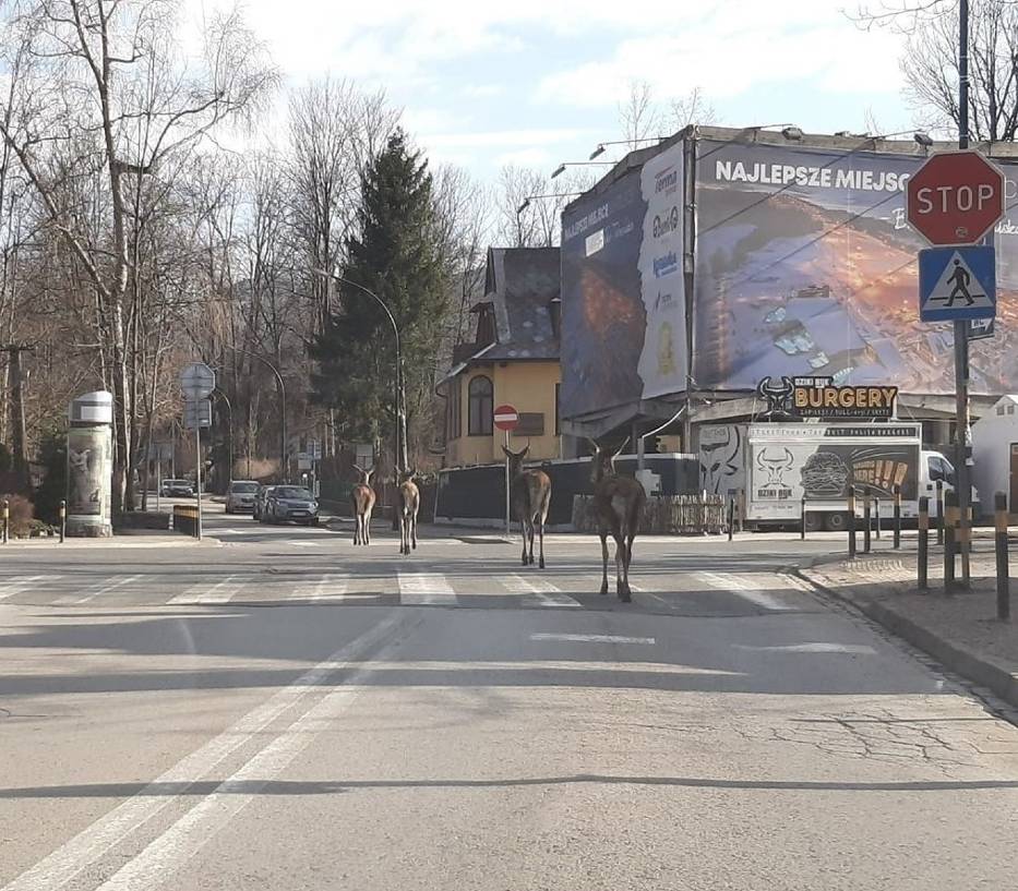 Łanie na ulicach Zakopanego