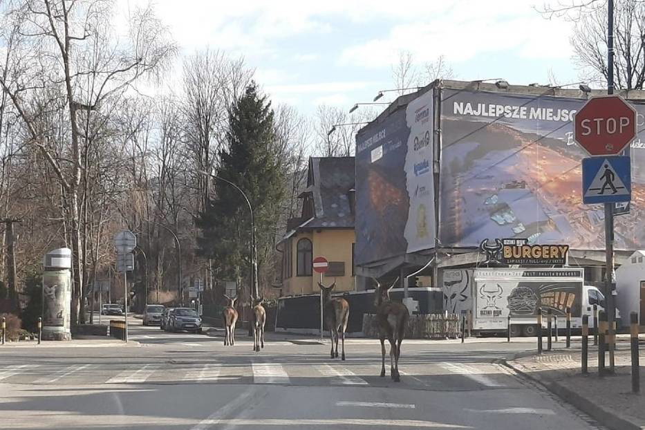 Łanie na ulicach Zakopanego