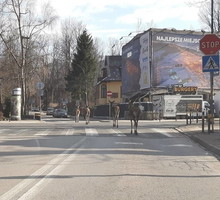 Łanie na ulicach Zakopanego