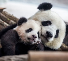 Oglądaj live życie zwierząt dla relaksu