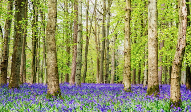 451005-1000-1457808918-4141241