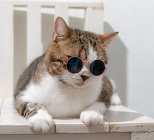 Quarantine Cat Film Festival