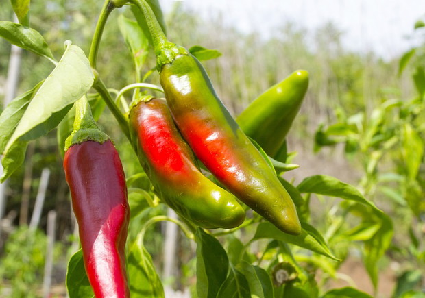 Kalabria, peperoncino