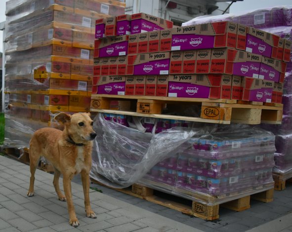 Mars dostarcza jedzenie zwierzętom w schroniskach