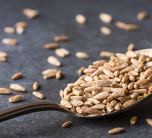 Glifosat - niebezpieczny pestycyd, który może mieć działanie rakotwórcze