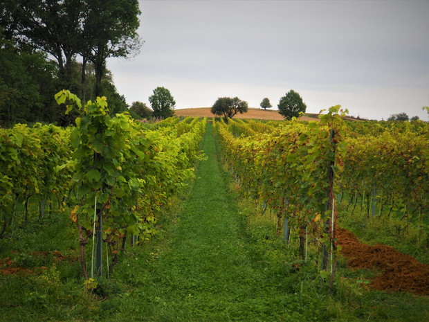 Pałac i winnica Pawłowice