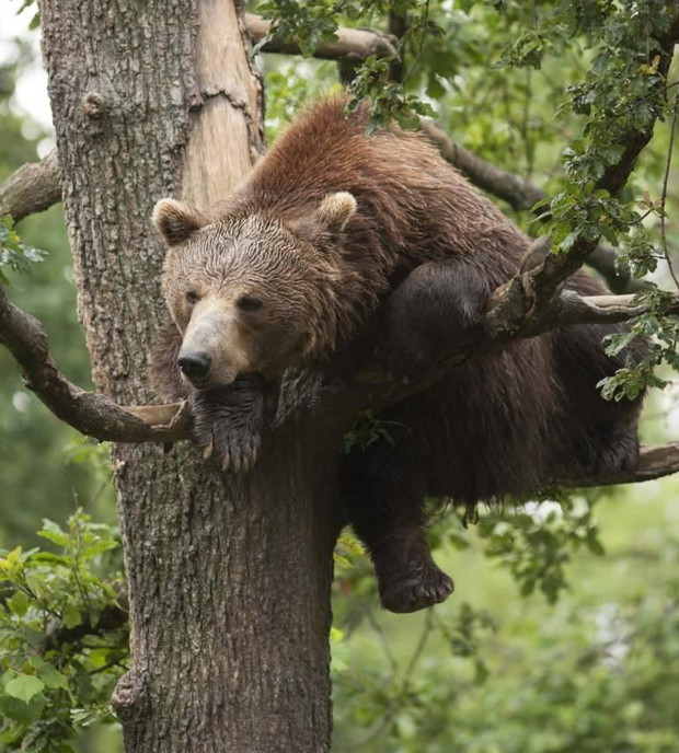 Królestwo za darmo online