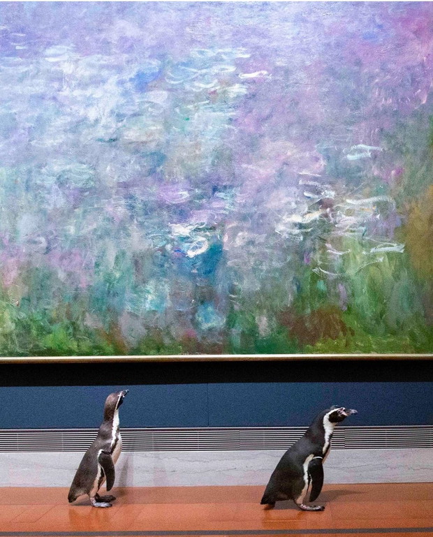 Niecodzienna wizyta pingwinów w muzeum sztuki