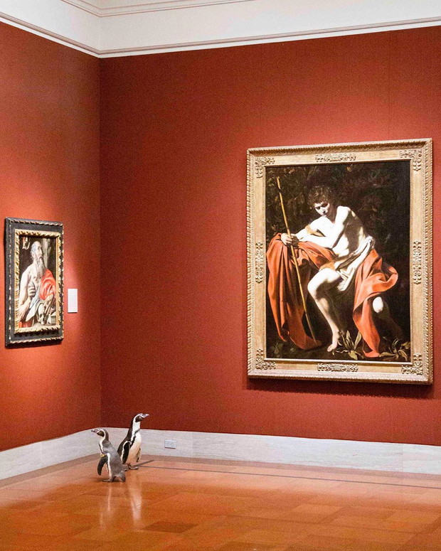Pingwiny odwiedziły muzeum sztuki