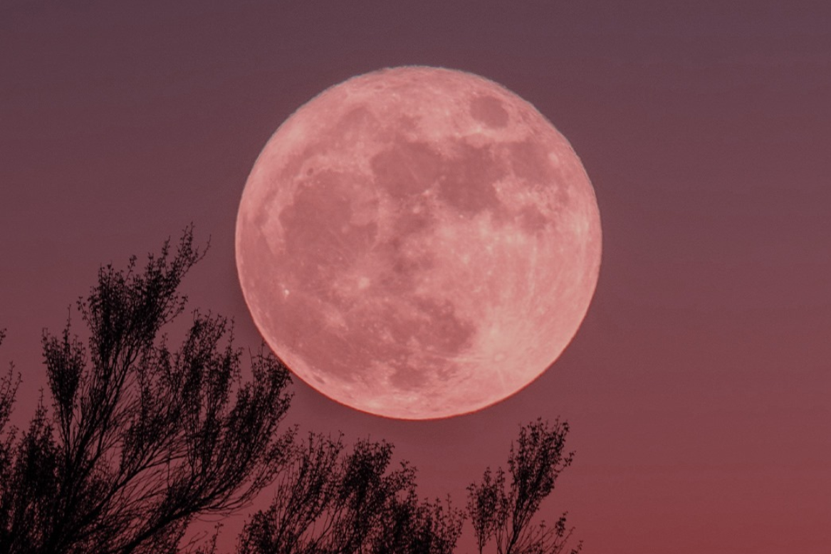 Pełnia Różowego Księżyca: kiedy możemy obejrzeć to wyjątkowe zjawisko?