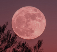 Pełnia Różowego Księżyca: kiedy możemy obejrzeć to wyjątkowe zjawisko?