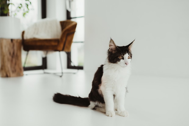 KOBIETA OD KUCHNI - biała, jasna kuchnia, duży stół i szafka na przyprawy