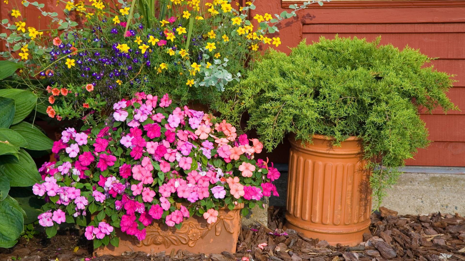 Ten wrześniowy kwiat jest niezwykle kapryśny