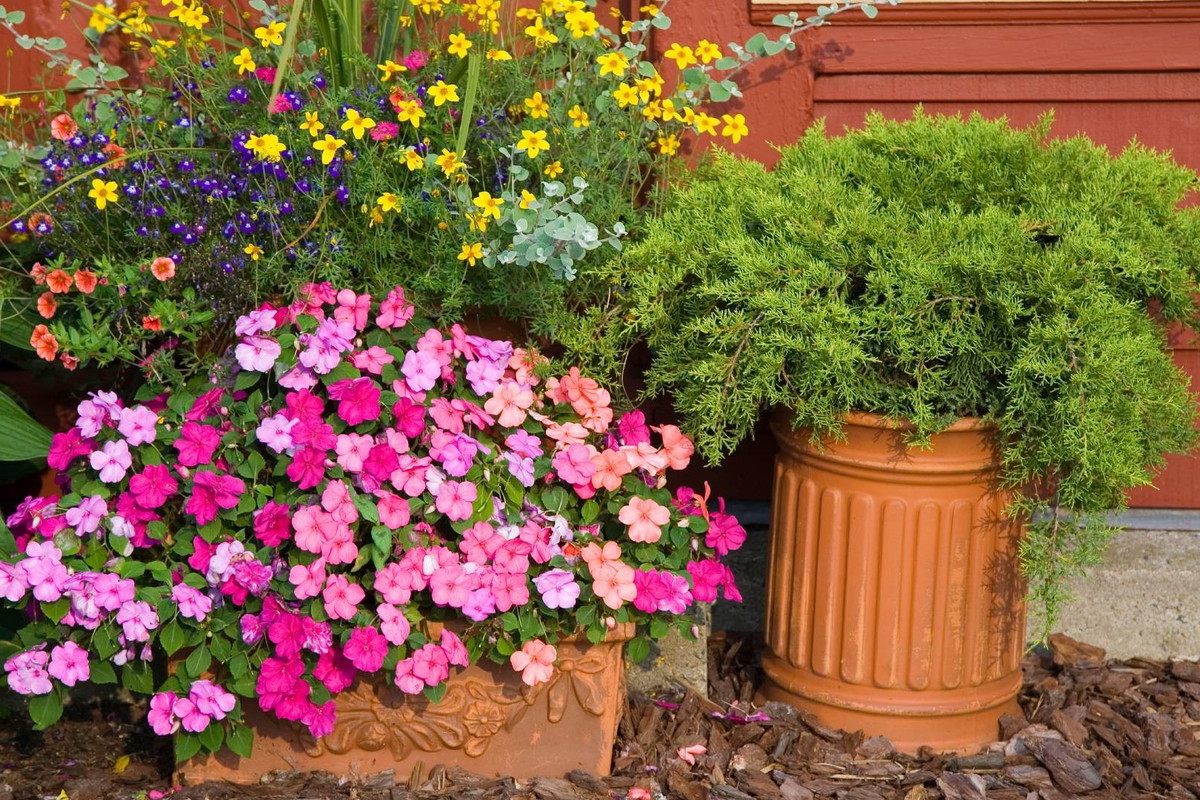 Ten wrześniowy kwiat jest niezwykle kapryśny