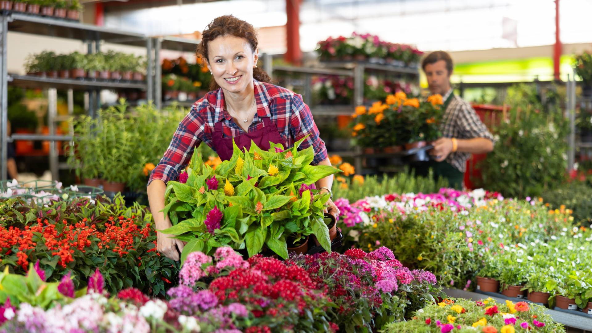 Ten jesienny kwiaty obdarzy cię szczęściem. Uwaga, jest 1 haczyk