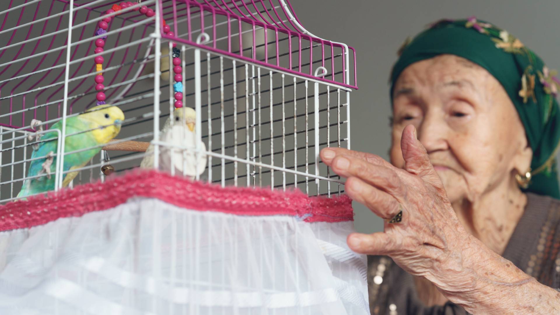 Ptak wlatujący do domu przez otwarte okno jakie niesie ze sobą przesłanie Uważaj, ten 1 omen zmieni twoje życie