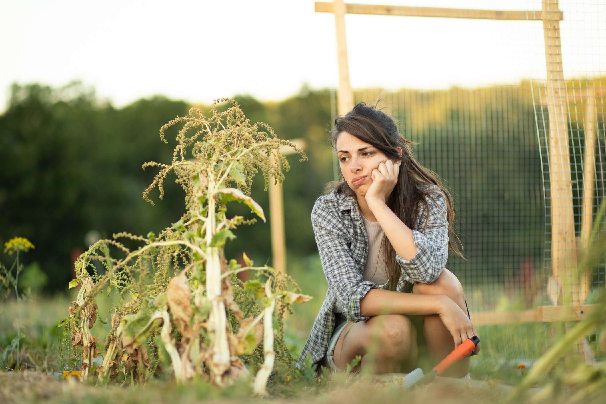 Sad young farmer woman looking at dead plants in her garden. Stock image