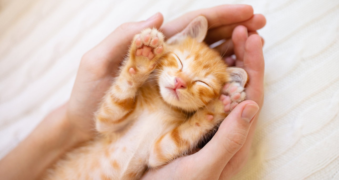 Jak obliczyć wiek kota?