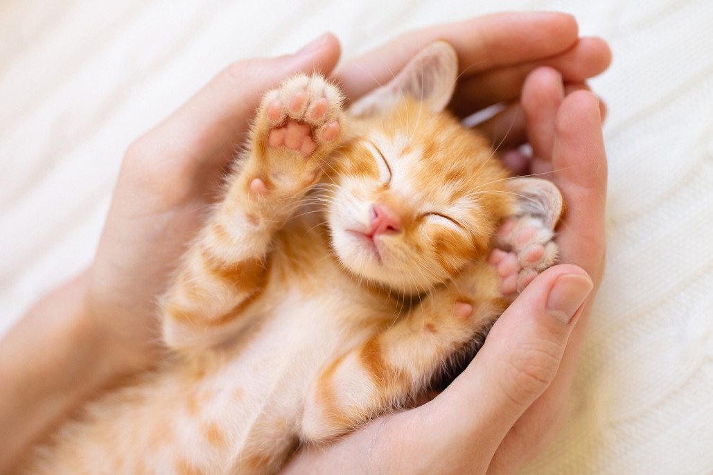 Jak obliczyć wiek kota?