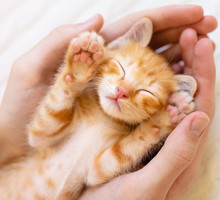 Jak obliczyć wiek kota?