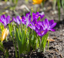 Laminowanie włosów galaretką