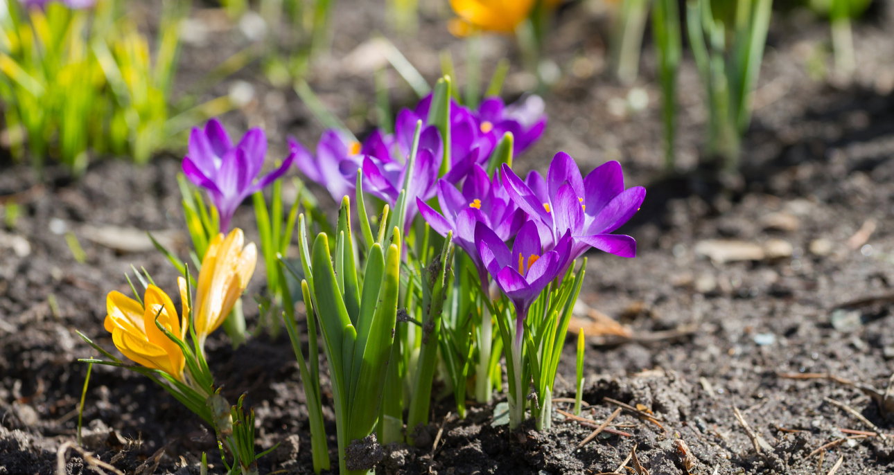 Krokusy