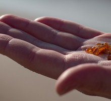 Czym jest kwas bursztynowy i co dobrego może dla nas zrobić?