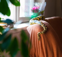 sennik wąż: co oznacza sen o wężu