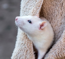 sennik szczur: co oznacza sen o szczurze