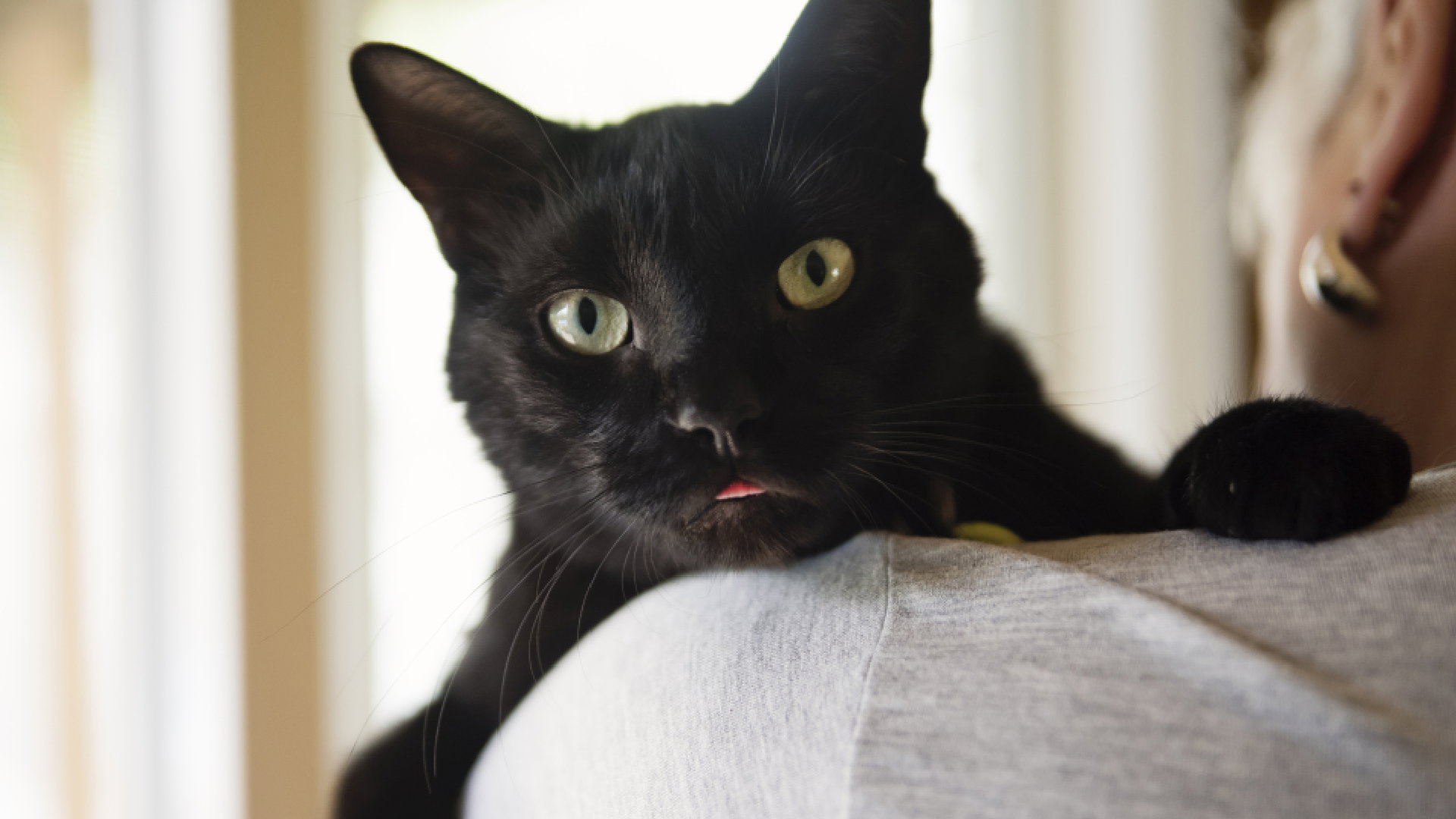 3 przesądne znaki zodiaku. Czarne koty i drabiny to ich największe koszmary