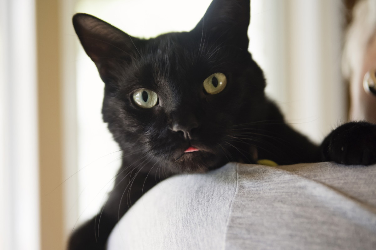 3 przesądne znaki zodiaku. Czarne koty i drabiny to ich największe koszmary