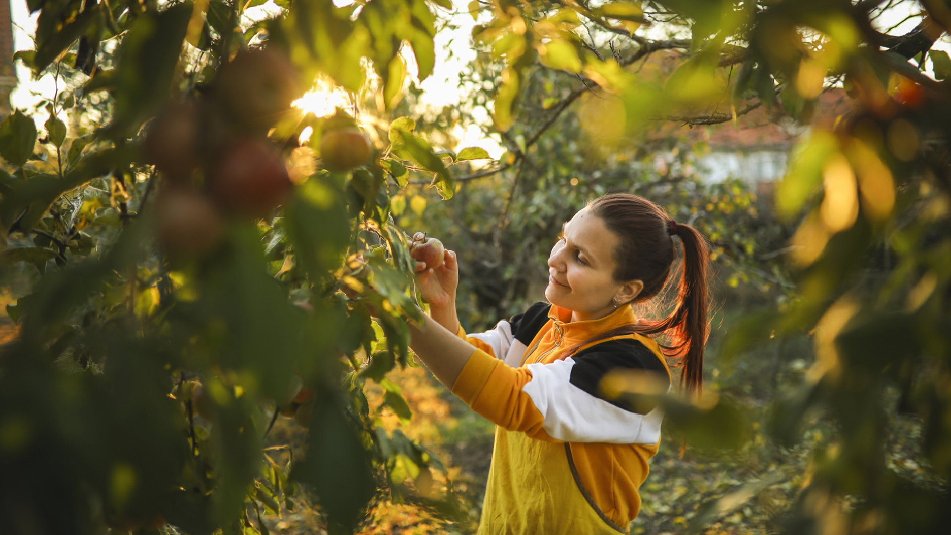Jabłoń ma magiczne właściwości. Zapewnia długie życie i szczęście