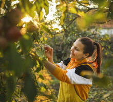 Jabłoń ma magiczne właściwości. Zapewnia długie życie i szczęście